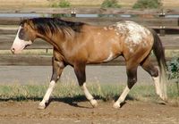 Cayuse Bradford - Australia - Appaloosa, Sportaloosa, Knabstrupper & appaloosa spotted stallions at stud in Australia, New Zealand & the world