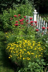 Beebalm and Coreopsis tickseed in red and yellow garden | Plant & Flower Stock Photography: GardenPhotos.com