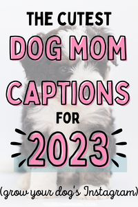 Are you looking for new dog mom quotes for your dog's instagram account. Check out this list of adorable insta captions.