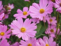 Cosmos Not Flowering: Why Are My Cosmos Not Blooming