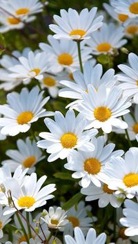 daisies_white_meadow_summer_mood_64786_640x1136 | Flickr - Photo Sharing!