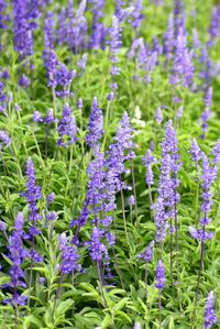 These part shade perennials all have gorgeous purple or blue flowers and bloom in the spring or early summer. Which makes them perfect companion plants to cover up spring bulbs when they go dormant. #fromhousetohome #garden #partshade #spring #blue #purple #flowers 