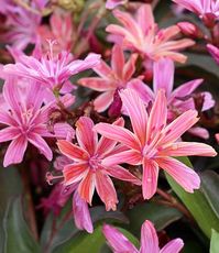 Lewisia longipetala, Little Plum - Buy Online at Annie's Annuals