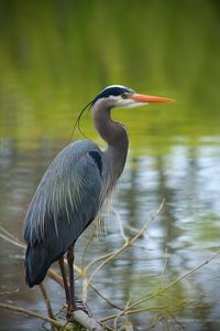 Great Blue Heron by Anne McKinnell