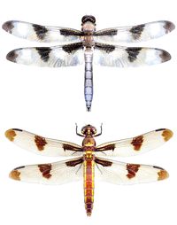 Libellula pulchella, male and female