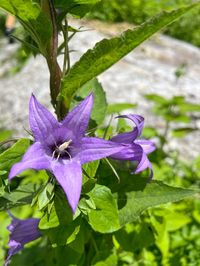 #valleyofflowersuttarakhand #valleyofflowerspainting #valleyofflowersindia #valleyofflowerstrek #valleyof floweraesthetic #valleyofflowernationalpark