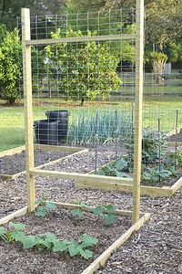 23 Functional Cucumber Trellis Ideas Guaranteed to Boost Your Harvest