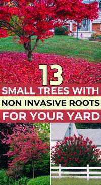 Enhance your yard with 13 small trees that have non-invasive roots, ideal for creating a beautiful and worry-free landscape. These landscaping ideas are perfect for small yards and courtyards. Take a look now and save this pin for your garden design plans!