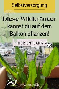 Wohnst Du in der Stadt oder zumindest nicht gerade um die Ecke, einer wunderbar satten & saftigen Wildkräuter Wiese? Pflanze dir doch ganz einfach frische, leckere & gesunde Kräuter für deine Wildkräuter Selbstversorgung auf deinem Balkon! Viele Wildkräuter lassen sich prima in kleinen Töpfen oder Balkonkästen ziehen. Nachdem ich im letzten Jahr sehr viel experimentiert habe, kann ich Dir meine 7 besten Wildkräuter für den Balkon vorstellen. Hol dir meine einfachen Balkon-Pflanzen Tipps!