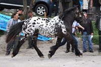 Le Norique - Le Norique en présentation au trot