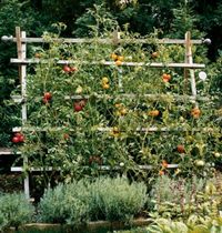 http://www.goinghometoroost.com/2010/organic/diy-trellis-ideas/