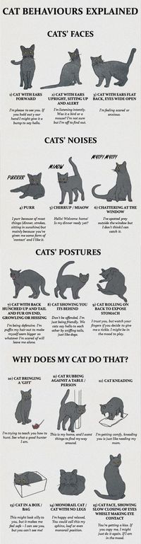 Cat Behaviors Explained in a chart ❤❦♪♫Thanks, Pinterest Pinners, for stopping by, viewing, re-pinning, & following my boards. Have a beautiful day! ^..^ and “Feel free to share on Pinterest ♡♥♡♥ #catsandme ❤❦♪♫!♥✿´¯`*•.¸¸✿♥✿´♥✿´¯`*•.¸¸✿♥✿´¯`*•.¸¸✿♥✿