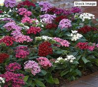 Sure to be the stars of your garden bed, patio pots, or window boxes, these Egyptian Star Pentas produce 3 clusters of (you guessed it) showy star-shaped flowers that bloom and bloom. From Ultimate Innovations.