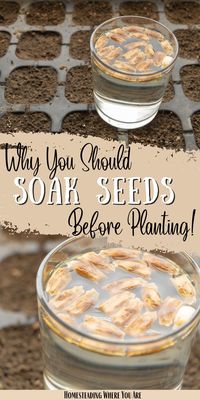 Soaking seeds increases the chances of germination when you start seeds indoors and outdoors. Larger seeds, like zucchini and beans, germinate faster when soaked. Here is why soaking seeds before planting is a great idea for gardeners.