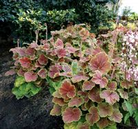 heuchera northern exposure sienna at DuckDuckGo