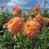 Dahlia Bulbs - Melody Dora | Dahlia Tubers | Eden Brothers