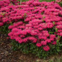 Tuck this sweet and fragrant early-blooming bee balm into the front of your flower border to create a colorful swath of raspberry pink flowers. Pollinators such as bees, butterflies, and hummingbirds will adore the fragrance— all while resisting deer! Proven Winners Purple 'leading Lady Razzberry' Bee Balm (monarda) Plant in 0.65-Gallon (s) Pot | MONPWP0247103