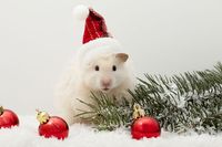 New Year’s Eve Hamster | Anastasia Solovykh l #petlover