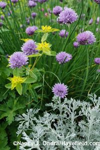 Common chives with 'Parfum d'Ethiopia' wormwood (Artemisia) and Euphorbia oblongata at Hayefield.com