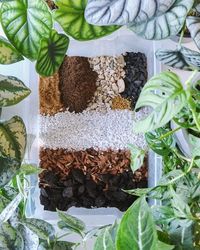 5 Best Aroid Soil Mix Ideas | Soil Recipes for Philodendrons and Monsteras