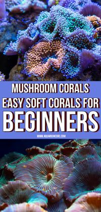 Discover the beauty and simplicity of keeping Mushroom Corals in your reef tank. #AquariumInvertebrates #FishTankPets #AquariumLife #BeginnerAquarist #EasyAquariumPets #ShrimpLove #SnailTank #HermitCrabs #ReefTank #CoralCare #AquariumTips #InvertebrateLovers #UnderwaterWorld #PetInvertebrates #AquariumMaintenance #TankDecor #AlgaeEaters #AquariumCommunity #MarineLife #AquariumGuide