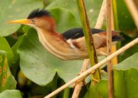 Least Bittern, Little St. Simons Island, May 2013