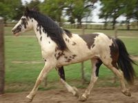 horse / black sabino - Criollo stallion Del Nueve Grandero