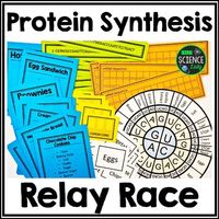 Protein Synthesis Activity!5Welcome to the FIRST of its kind - a Protein Synthesis RELAY RACE! Okay, friends. So I became pretty tired of the usual protein synthesis activities - and my students were still needing more practice. I needed something different. I always compare protein synthesis to having ingredients in the kitchen and being able to use different ingredients to bake different things, etc. I wanted to create some competition. I wanted an added challenge to the usual activities.SO! H