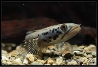 Channa ornatipinnis - Google Search