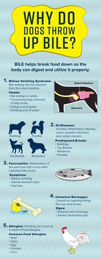 Article, "Why Is My Dog Throwing Up Bile?" (from petMD)