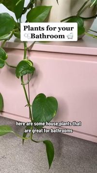 These plants are the best indoor plants for your bathroom. ----------------------------------------------------- Credit:@emlivingherbestlife