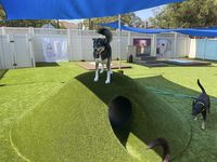 Whether you're boarding your dog or looking for doggy daycare, pet facilities with K9Grass synthetic turf are the way to go. Your pup will get pampered with fresh, clean turf that's primed for play! Project by: ForeverLawn Bay Area