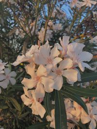 #flowers #greece #white #pretty #wallpaper