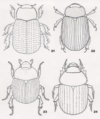 coloring pages for kids egypt dung beetle | scarab colouring pages (page 2)