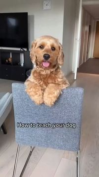 Follow for daily dog brain training tips ▶️ +1 follow from you is a big motivation for us! Thank you so much. Ready to unlock your dog's potential? Whether you're new to training or looking to enhance your pup's skills, our daily tips will guide you every step of the way. Join our 21-Day Dog Brain Training Challenge NOW ➡️ LINK IN BIO for a smarter, happier pup. #dogtraining #braintrainingfordogs #dogobedience #dogintelligence #dogbehavior #21daydogtraining #trainyourdog #doglovers