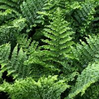 Woodland garden: Dryopteris affinis 'Cristata the King'