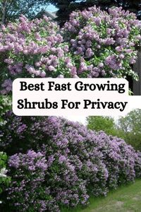 Looking for the best fast-growing shrubs for privacy? Explore our top picks and tips for planting and maintaining these shrubs to create a lush and secluded outdoor space.