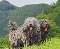 The Bergamasco is a livestock guardian breed whose coat forms felt-like matts