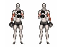 Hammer Curls vs. Bicep Curls: Which One Builds Bigger Arms? - Old School Labs