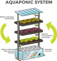 Web diy aquaponics systems designs Many people already have a fish tank and are looking for a way to upgrade it to an aquaponic system Web thankfully the internet has allowed those who are gifted .. Details of Complete Diy Aquaponic System Design Natural Briefed s For Beginners Do Not, click this link: view details