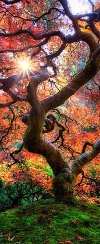 Japanese Garden in Portland, Oregon