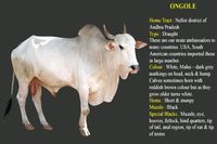 Desi breed Indian bull Ongole