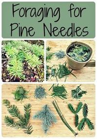 Foraging for Pine Needles (and other conifer needles)