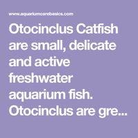 Otocinclus Catfish are small, delicate and active freshwater aquarium fish. Otocinclus are great little tank cleaners, eating soft algae off hard surfaces.