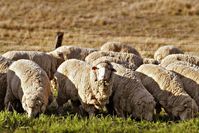 Merino sheep introduced