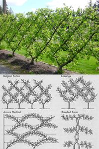 Create a productive garden with espalier fruit trees & flower shrubs: best varieties, training ideas, design patterns, how-to tutorials, etc! - A Piece of Rainbow, kitchen garden, edible gardening ideas, small space tips, grow your own food, backyard orchard, homestead, homesteading,  landscaping, spring, summer