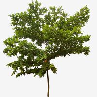 pohon,tanaman pohon,pohon indonesia,indonesia,tree,indonesian tree,pohon ketapang,ketapang,terminalia catappa,bengal almond,indian almond,malabar almond,singapore almond,tropical almond,sea almond,beach almond,talisay tree,umbrella tree,tarisei,