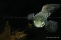 black marulioides - Google Search