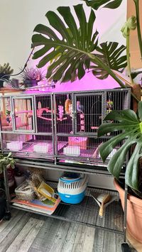 Flight cage made for budgie and lovebirds. UV light and cheese plant to mimic natural environment 🌱🌳