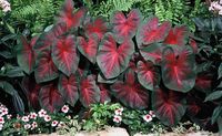 Planting Caladium Bulbs